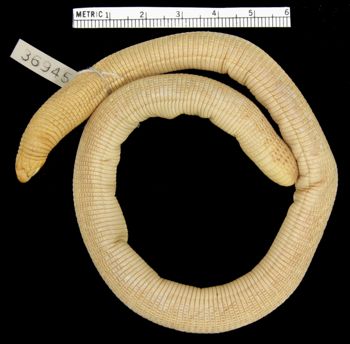 Media type: image; Herpetology R-36945